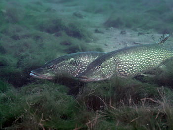 Fish swimming in sea