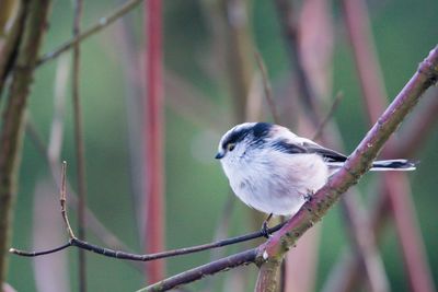 Close-up of bird perching outdoors