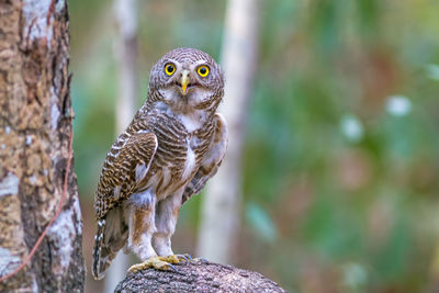 Close up beautiful bird asian barred owlet  is a species of true owl standing on branch