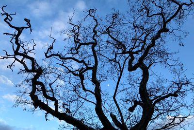 Low angle view of bare tree against sky