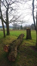 View of trees on field