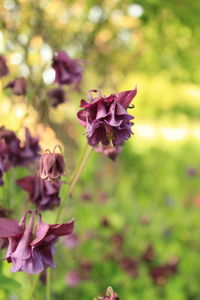 Close-up of pink flowering plant on field