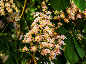 Close-up of pink flowering plant