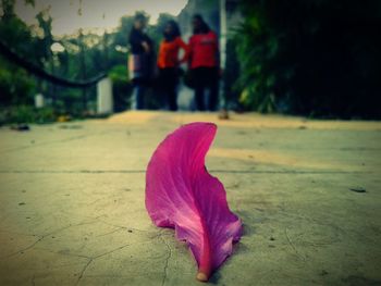 Close-up of pink flower