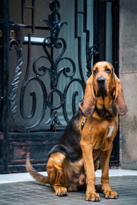 Portrait of dog sitting on entrance