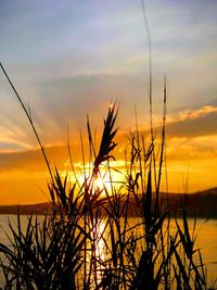 Silhouette of plants against sunset sky