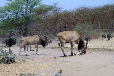 Ostrich and derby's antilope in bandia reserve