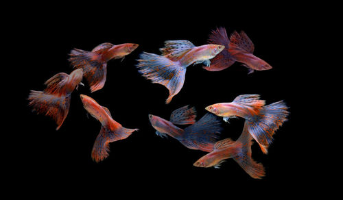 Group of fish over black background