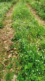 Plants growing on field