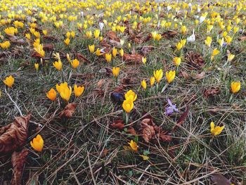 Full frame shot of yellow flowers growing in field