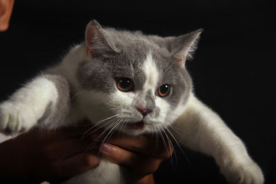 Close-up of hand holding cat against black background