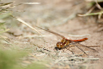 Close-up of insect