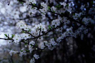 View of white flowers on tree