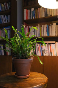 Close-up of potted plant on table at home