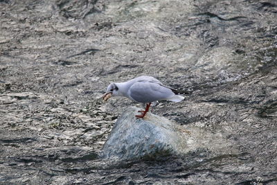 Close-up of seagull perching on ground
