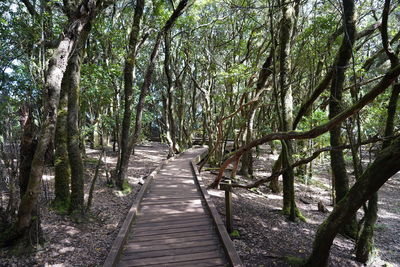 Boardwalk amidst trees in forest