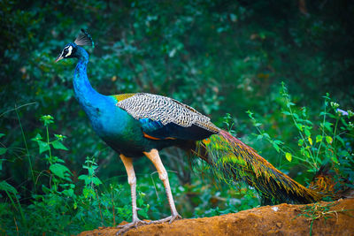 Side view of a bird on a field