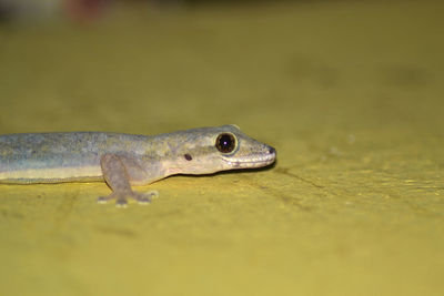 Close-up of a lizard