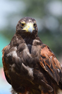 Close up portrait of a harris hawk 