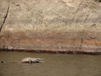 Duck swimming in water