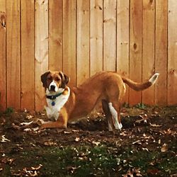 Portrait of dog standing on wood