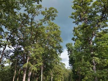 Low angle view of trees against sky