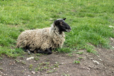 Sheep in a field