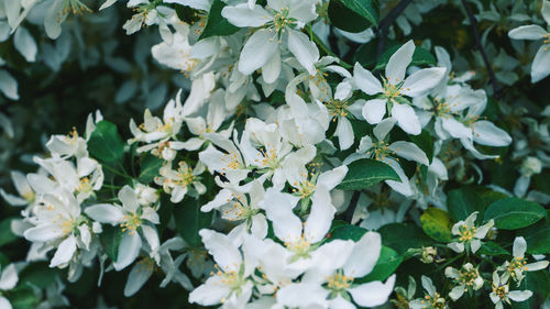 Close-up of white flowering plant