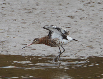 Side view of a bird in water