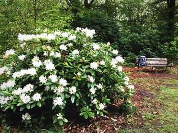 Flowers blooming on tree