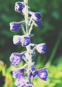 Close-up of purple flowers blooming