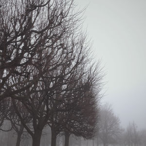 Low angle view of bare trees against sky