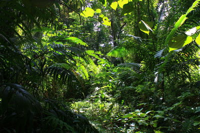 View of forest