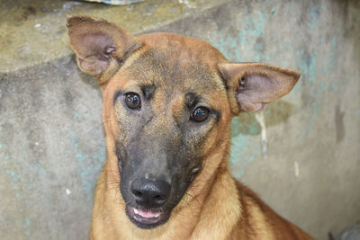 Close-up portrait of dog