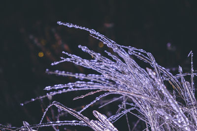 A branch covered with a crust of ice with neon lighting. ice garland