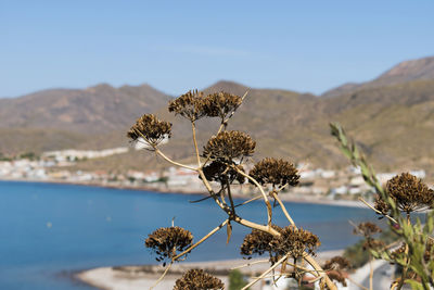 Flowers with turquoise ocean, mountains and blue sky behind, la azohia, cartagena, murcia, spain