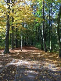 Trees in forest during autumn