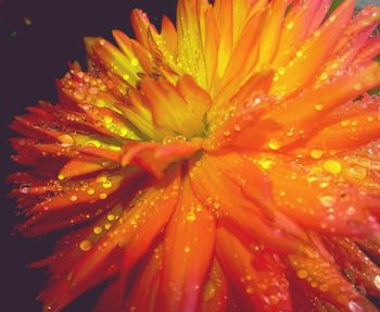 Close-up of water drops on pink flower