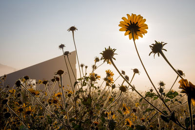 Yellow flowering plants on field against sky during sunset