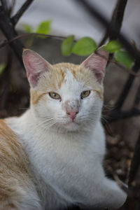 Close-up portrait of white cat