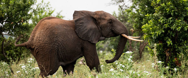 Side view of elephant on field