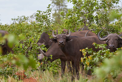 Herd of cape buffalo in kruger