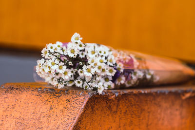 Close-up of white flowering plant on table