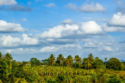 Scenic view of trees on field against sky