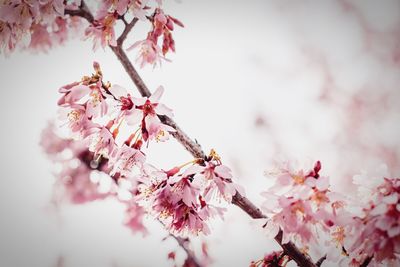 Low angle view of pink flowers on branch