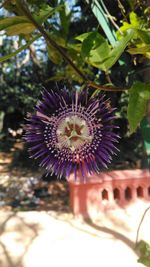 Close-up of passion flower blooming outdoors