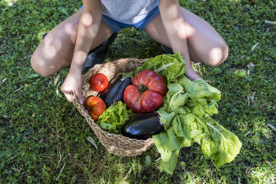 High angle view of person holding fruits in basket on field