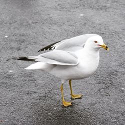 Close-up of white bird