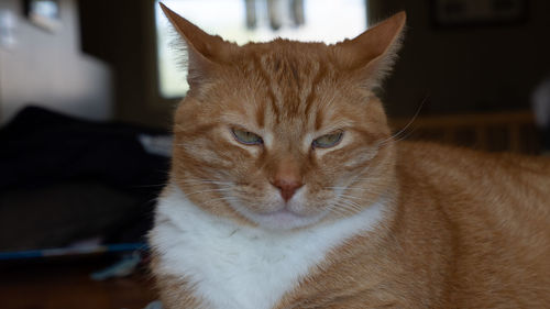 Close-up portrait of a cat at home