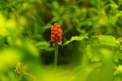 Close-up of red flower
